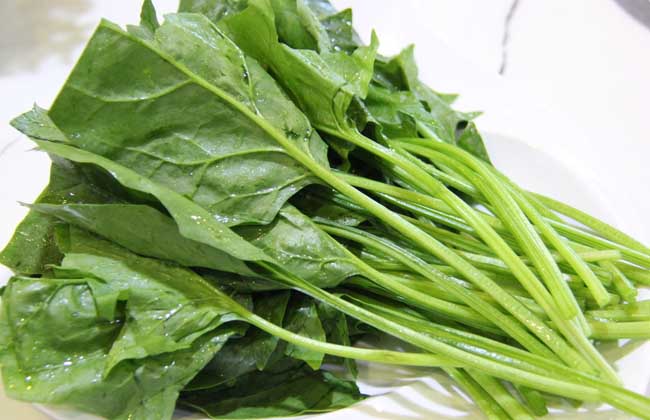 菠菜保存多久才不會(huì)變質(zhì)(常溫菠菜保存時(shí)間) 菠菜保存多久才不會(huì)變質(zhì)(常溫菠菜保存時(shí)間)