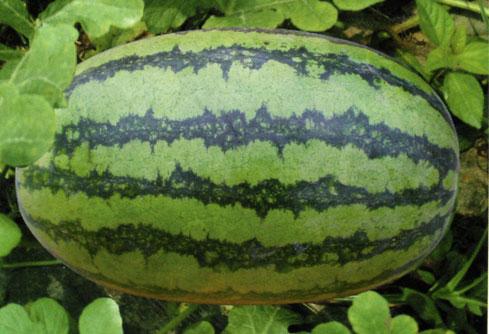 無(wú)籽西瓜有哪些品種（15種無(wú)籽西瓜品種介紹）