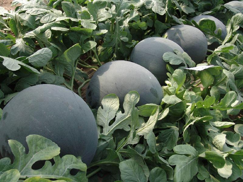 無(wú)籽西瓜有哪些品種（15種無(wú)籽西瓜品種介紹）