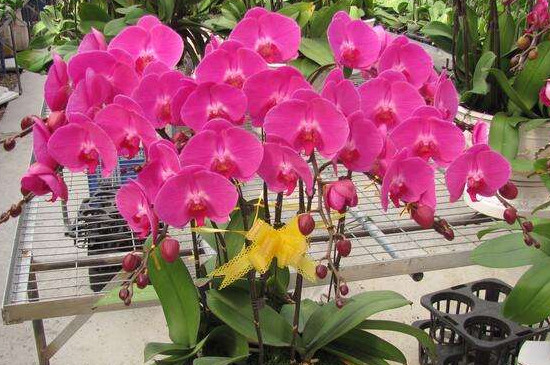 蝴蝶蘭的象征意義是什么(蝴蝶蘭的花語和寓意) 蝴蝶蘭的象征意義是什么(蝴蝶蘭的花語和寓意)