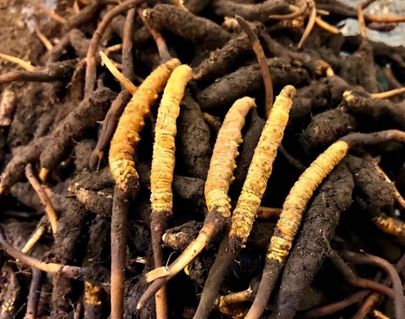 冬蟲夏草究竟是蟲還是草