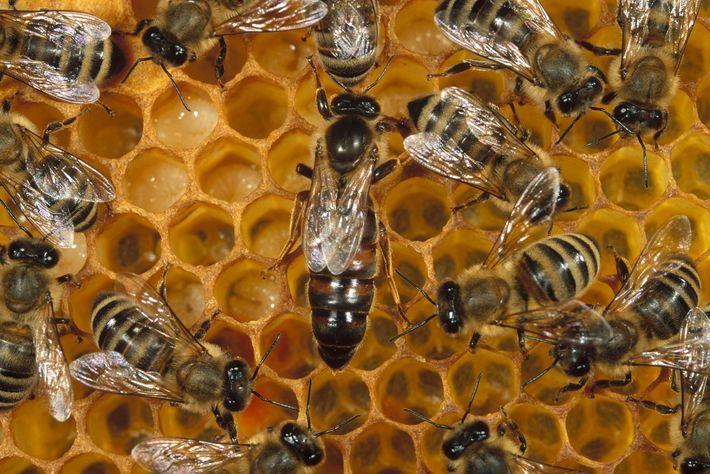 為什么雄蜂和蜂后交配完就會(huì)死 為什么雄蜂和蜂后交配完就會(huì)死