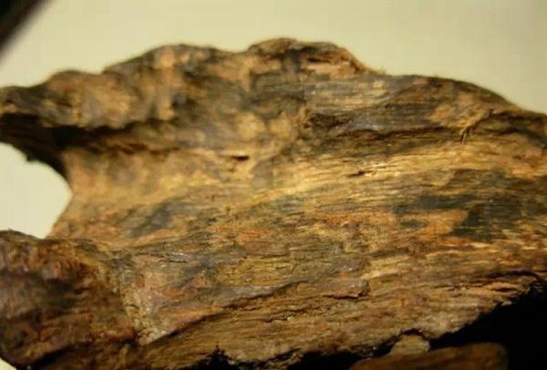 白木香是沉香嗎(白木香和沉香的區(qū)別) 白木香是沉香嗎(白木香和沉香的區(qū)別)