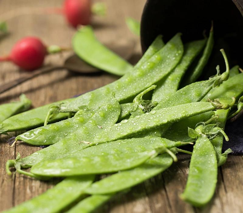 荷蘭豆原產地是哪里(荷蘭豆的歷史和原產地) 荷蘭豆原產地是哪里(荷蘭豆的歷史和原產地)