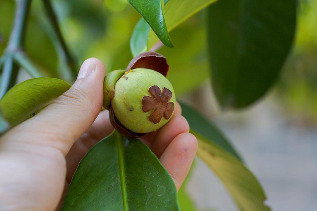 山竹到底是長在哪里的(山竹的生長環境) 山竹到底是長在哪里的(山竹的生長環境)
