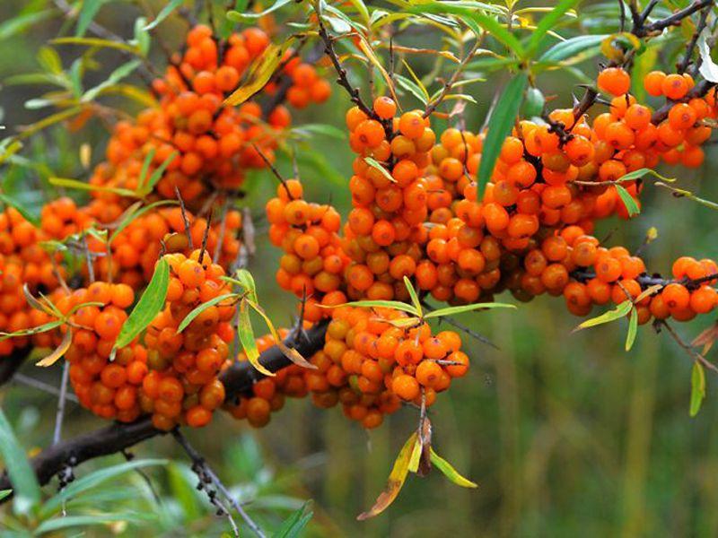 沙棘是什么科屬植物(沙棘的種植和利用價(jià)值) 沙棘是什么科屬植物(沙棘的種植和利用價(jià)值)