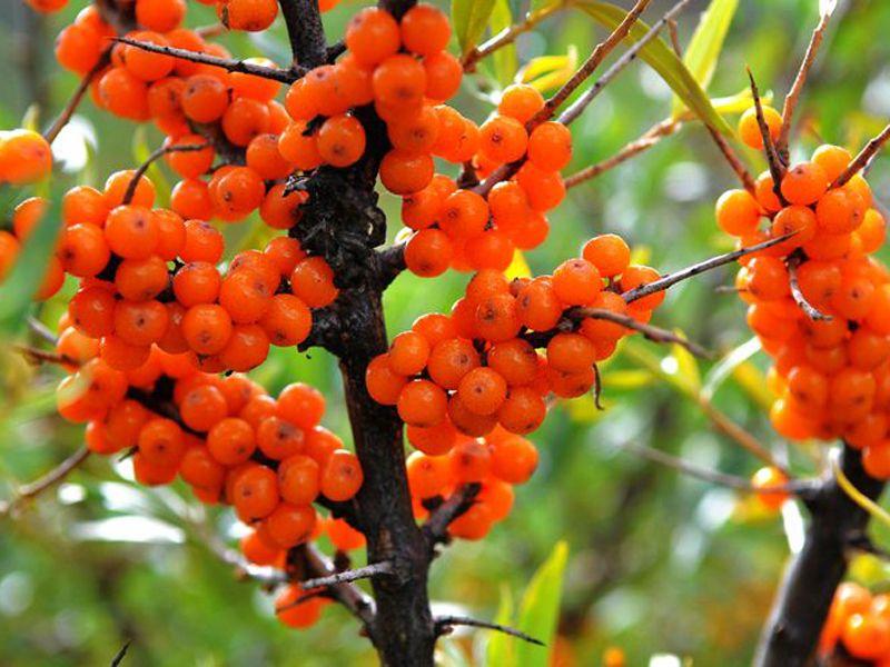 沙棘是什么科屬植物(沙棘的種植和利用價(jià)值) 沙棘是什么科屬植物(沙棘的種植和利用價(jià)值)