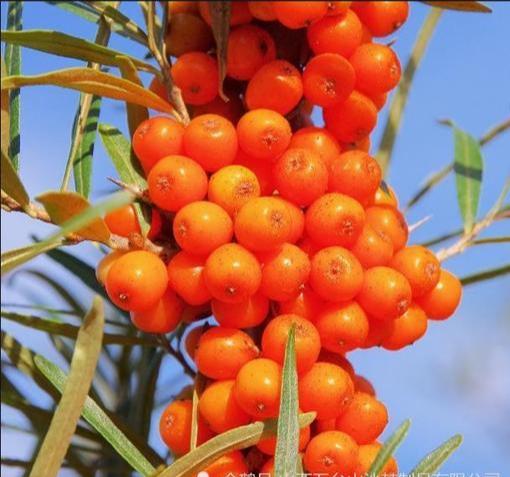 沙棘是什么科屬植物(沙棘的種植和利用價(jià)值) 沙棘是什么科屬植物(沙棘的種植和利用價(jià)值)
