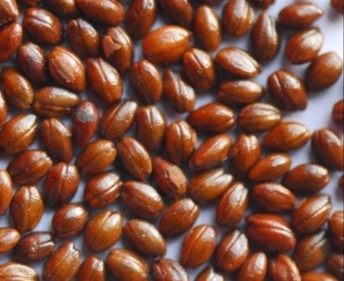 沙棘是什么科屬植物(沙棘的種植和利用價(jià)值) 沙棘是什么科屬植物(沙棘的種植和利用價(jià)值)