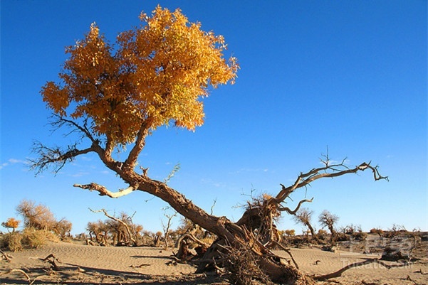 胡楊是沙漠植物嗎(胡楊樹的資料和養護方法) 胡楊是沙漠植物嗎(胡楊樹的資料和養護方法)