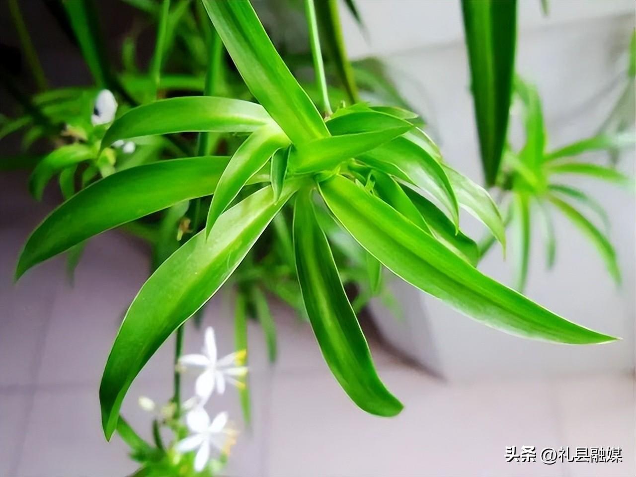 吊籃都有哪些品種圖片(常見的18個吊蘭種類及圖片) 吊籃都有哪些品種圖片(常見的18個吊蘭種類及圖片)