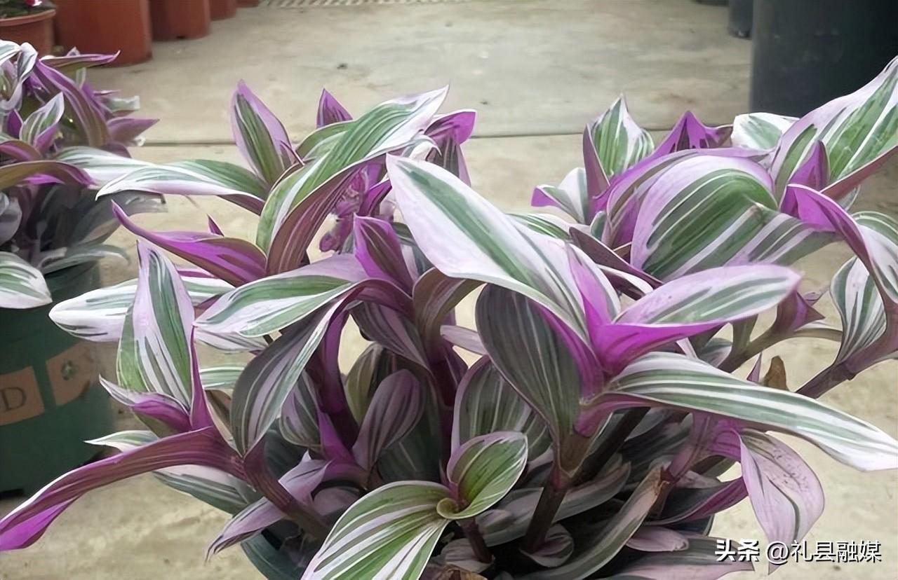 吊籃都有哪些品種圖片(常見的18個吊蘭種類及圖片) 吊籃都有哪些品種圖片(常見的18個吊蘭種類及圖片)