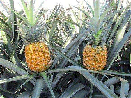 菠蘿長在樹上還是地上(菠蘿生長過程和種植方法) 菠蘿長在樹上還是地上(菠蘿生長過程和種植方法)