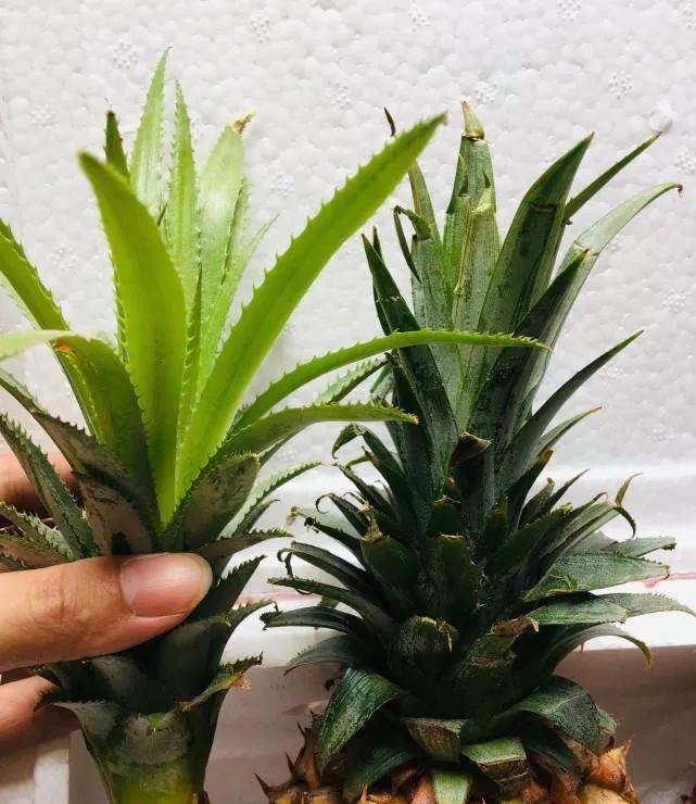 菠蘿長在樹上還是地上(菠蘿生長過程和種植方法) 菠蘿長在樹上還是地上(菠蘿生長過程和種植方法)