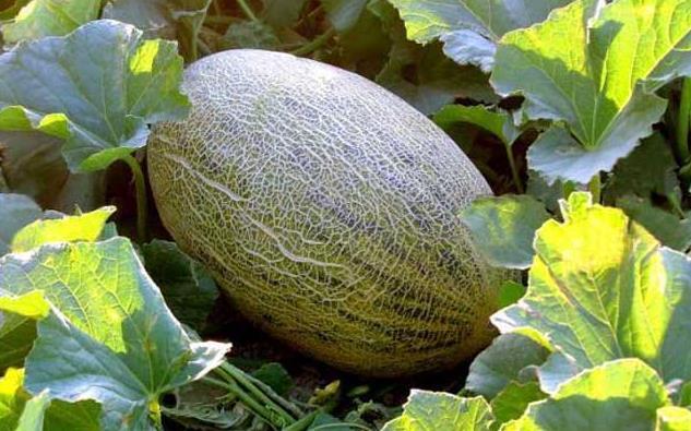 哈密瓜的英文怎么讀寫(哈密瓜科屬介紹) 哈密瓜的英文怎么讀寫(哈密瓜科屬介紹)