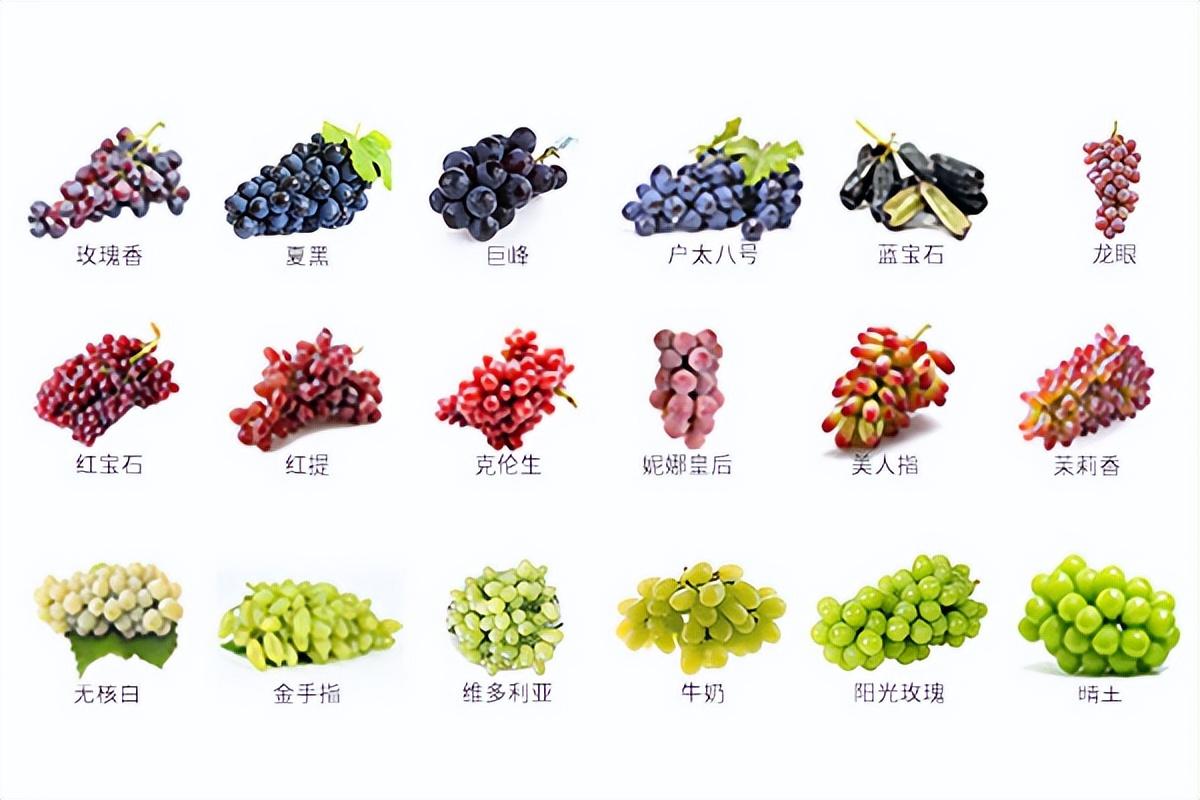 葡萄種類名稱及圖片(常見18種葡萄的區別及口感) 葡萄種類名稱及圖片(常見18種葡萄的區別及口感)