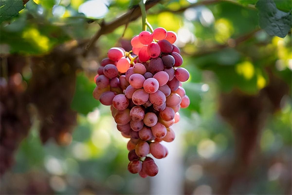 葡萄種類名稱及圖片(常見18種葡萄的區別及口感) 葡萄種類名稱及圖片(常見18種葡萄的區別及口感)