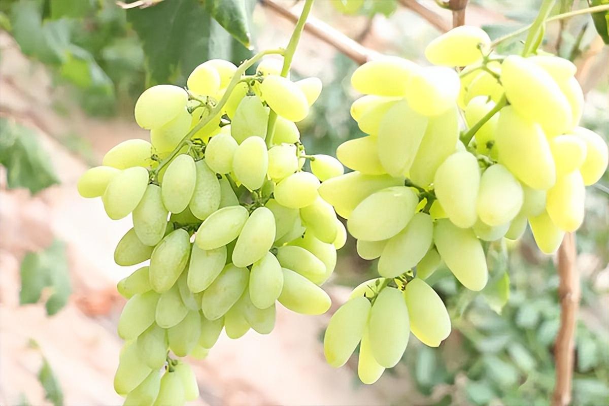 葡萄種類名稱及圖片(常見18種葡萄的區別及口感) 葡萄種類名稱及圖片(常見18種葡萄的區別及口感)