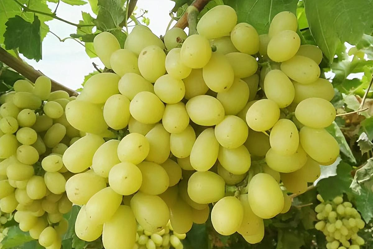 葡萄種類名稱及圖片(常見18種葡萄的區別及口感) 葡萄種類名稱及圖片(常見18種葡萄的區別及口感)