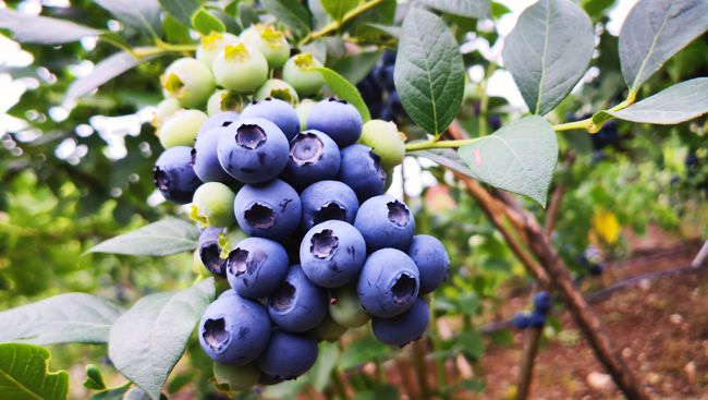 藍莓樹苗怎么種植(藍莓樹的栽培和管理技術) 藍莓樹苗怎么種植(藍莓樹的栽培和管理技術)