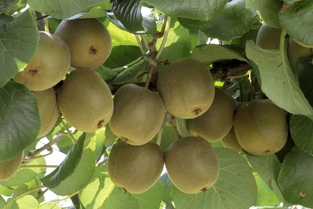 獼猴桃起源于哪個國家(獼猴桃發源地) 獼猴桃起源于哪個國家(獼猴桃發源地)