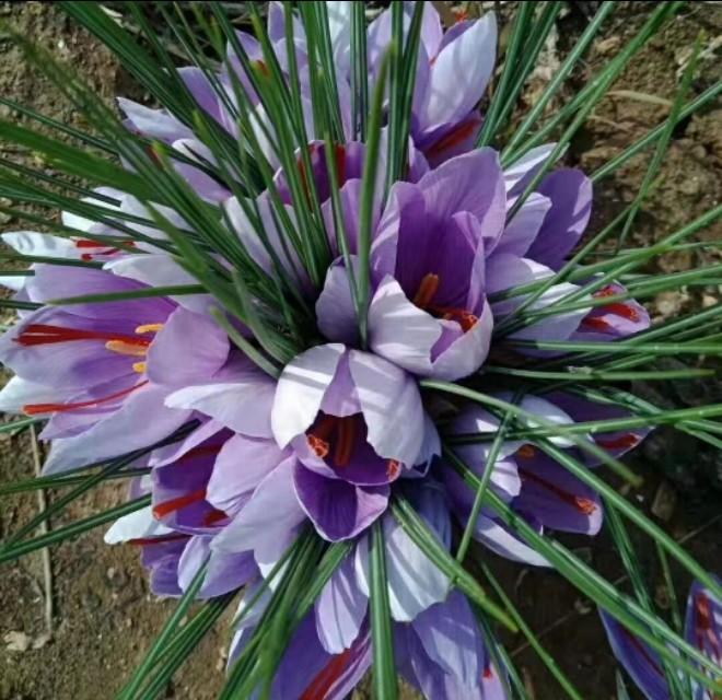 西紅花種子怎么種什么時(shí)候種(西紅花種子的種植方法) 西紅花種子怎么種什么時(shí)候種(西紅花種子的種植方法)