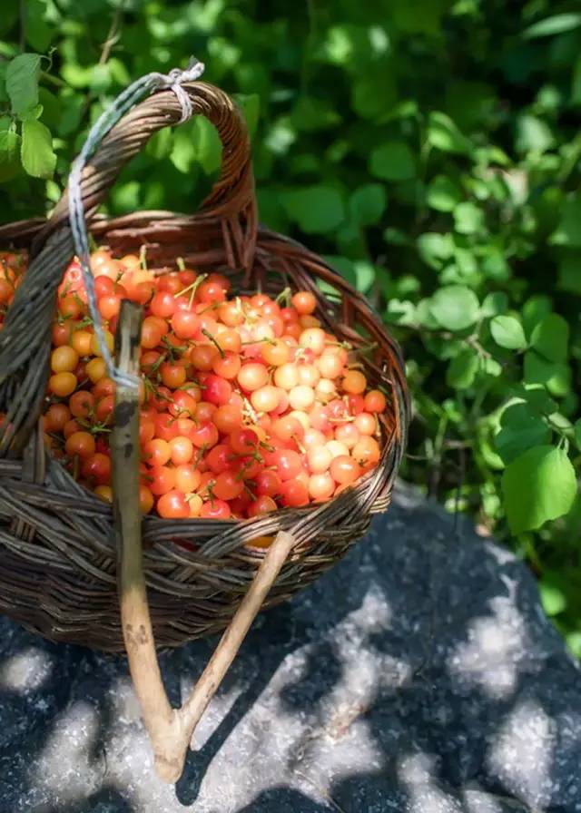 為什么車厘子比櫻桃貴很多(車厘子和櫻桃的區別) 為什么車厘子比櫻桃貴很多(車厘子和櫻桃的區別)