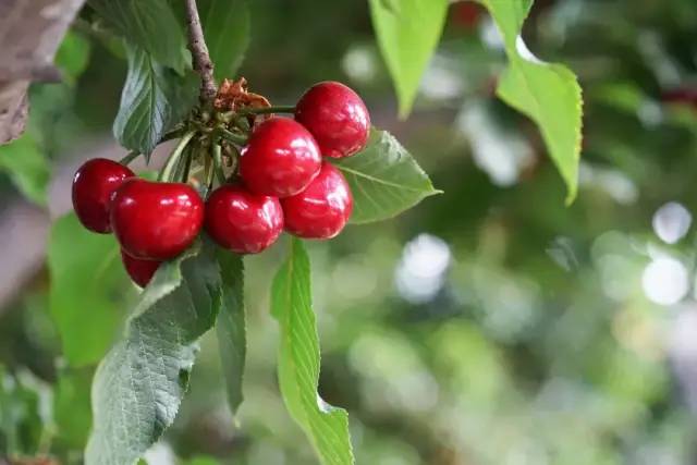 為什么車厘子比櫻桃貴很多(車厘子和櫻桃的區別) 為什么車厘子比櫻桃貴很多(車厘子和櫻桃的區別)