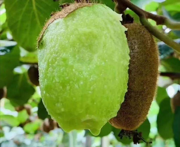 常見的獼猴桃有哪些種類(市面上常見的10種獼猴桃品種) 常見的獼猴桃有哪些種類(市面上常見的10種獼猴桃品種)