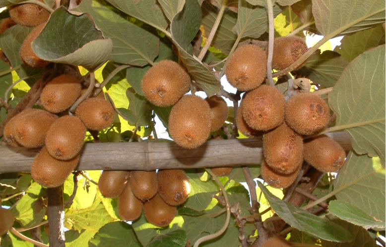 常見的獼猴桃有哪些種類(市面上常見的10種獼猴桃品種) 常見的獼猴桃有哪些種類(市面上常見的10種獼猴桃品種)