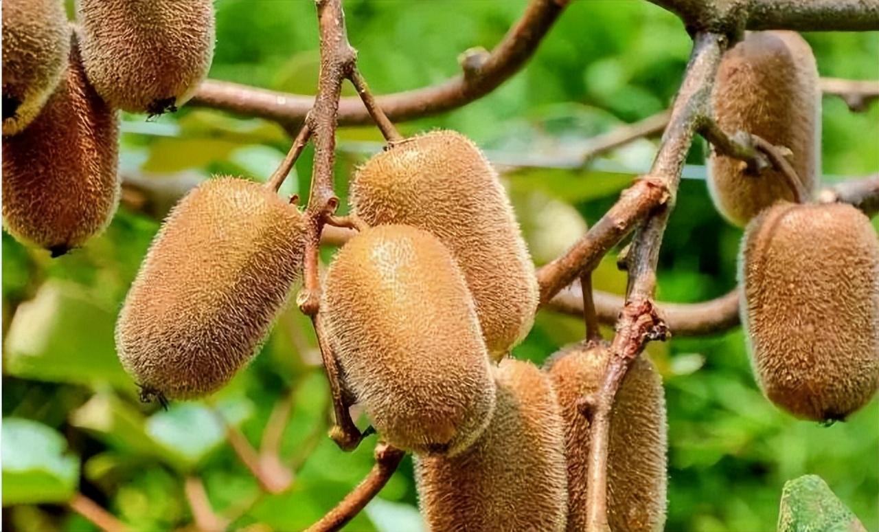 常見的獼猴桃有哪些種類(市面上常見的10種獼猴桃品種) 常見的獼猴桃有哪些種類(市面上常見的10種獼猴桃品種)