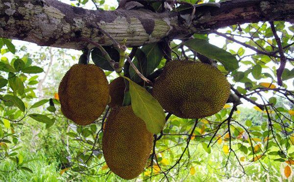 榴蓮原產(chǎn)地是中國嗎(榴蓮產(chǎn)地和傳入時間) 榴蓮原產(chǎn)地是中國嗎(榴蓮產(chǎn)地和傳入時間)