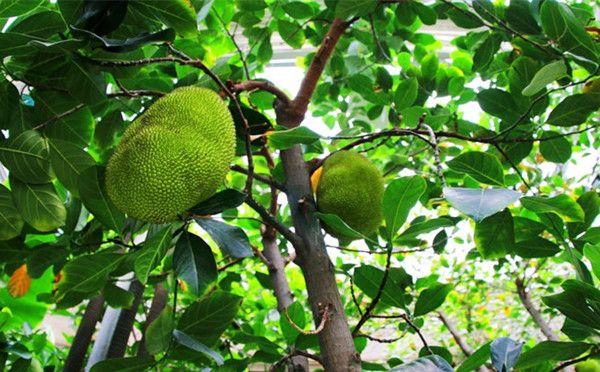 榴蓮原產(chǎn)地是中國嗎(榴蓮產(chǎn)地和傳入時間) 榴蓮原產(chǎn)地是中國嗎(榴蓮產(chǎn)地和傳入時間)