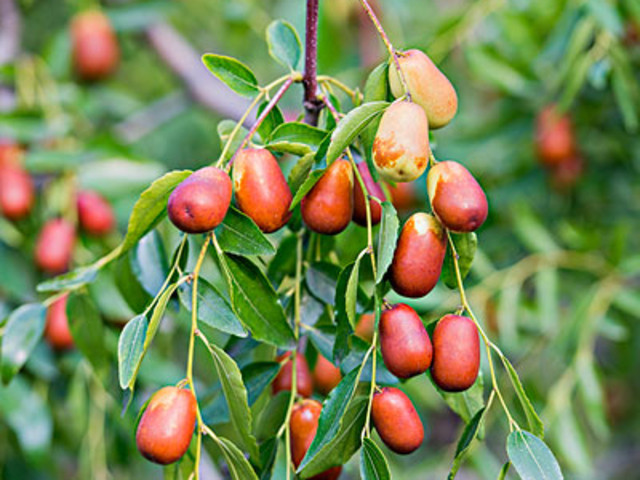 鹽堿地適合種什么樹(適合鹽堿地生長的樹木品種) 鹽堿地適合種什么樹(適合鹽堿地生長的樹木品種)