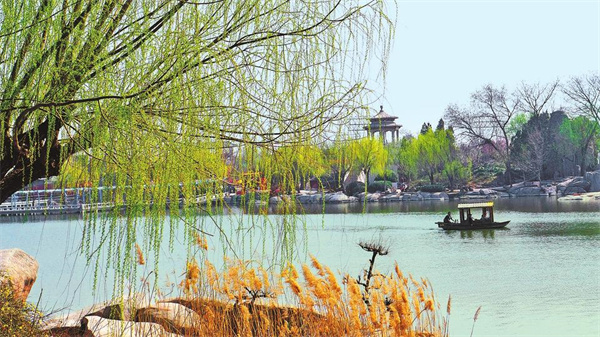 柳樹的種子靠什么傳播(柳樹傳播種子的方法) 柳樹的種子靠什么傳播(柳樹傳播種子的方法)