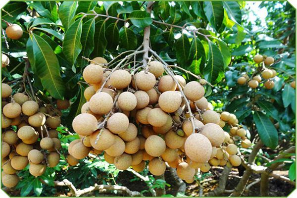 最好吃的龍眼在哪里(中國十大最好吃的龍眼排名) 最好吃的龍眼在哪里(中國十大最好吃的龍眼排名)