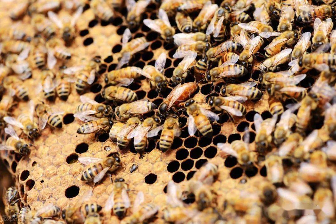 如何提高蜂王交尾成功率(解決4問題提高成功率) 如何提高蜂王交尾成功率(解決4問題提高成功率)