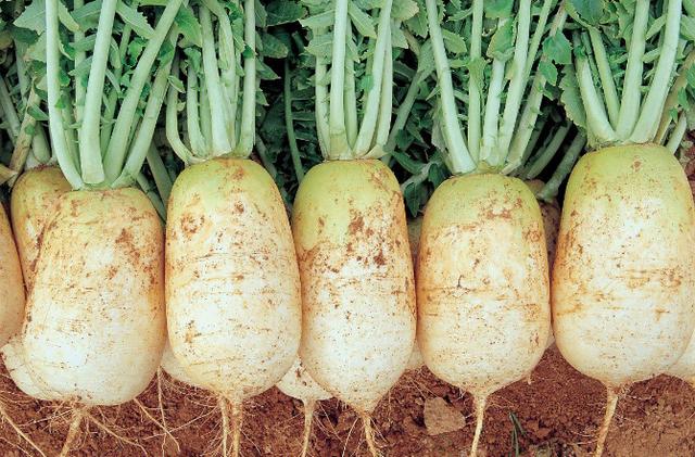 頭伏蘿卜二伏菜是什么意思(頭伏蘿卜二伏菜諺語的意思和出處) 頭伏蘿卜二伏菜是什么意思(頭伏蘿卜二伏菜諺語的意思和出處)