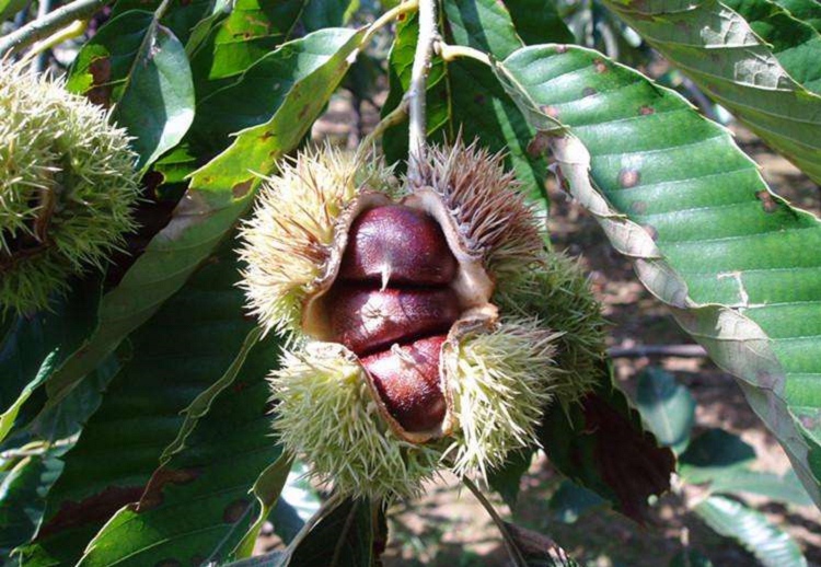 板栗樹幾年能開花結(jié)果（板栗樹開花結(jié)果時間）