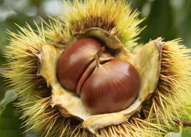 板栗樹幾年能開花結(jié)果（板栗樹開花結(jié)果時間）