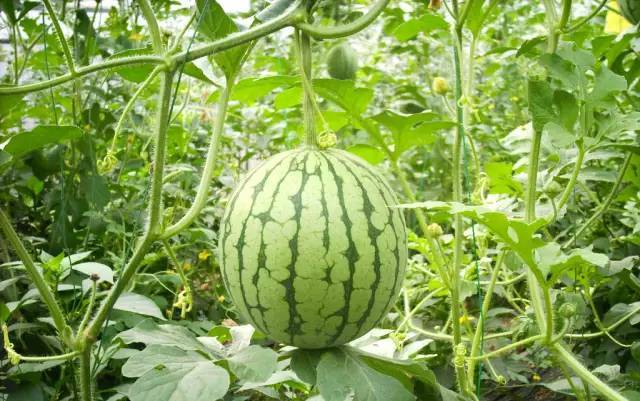 西瓜的拼音怎么讀寫(膝蓋的拼音和讀寫方法) 西瓜的拼音怎么讀寫(膝蓋的拼音和讀寫方法)