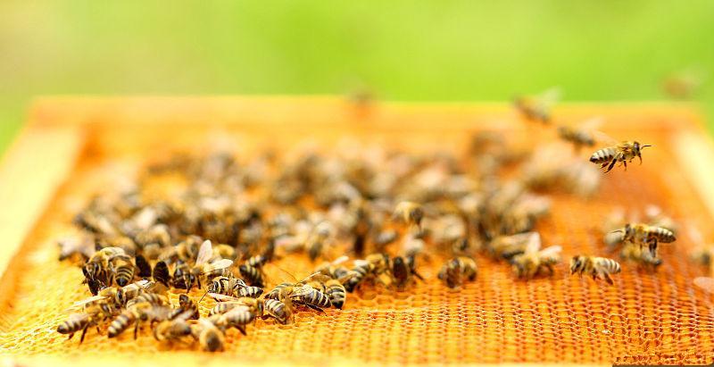 蜂巢組成結構(蜂巢的筑造過程) 蜂巢組成結構(蜂巢的筑造過程)