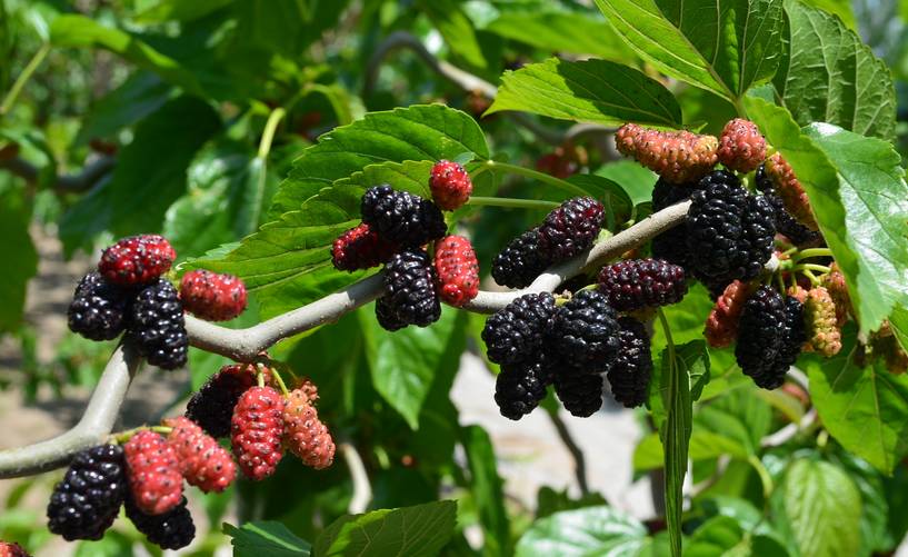 桑葚產地是哪里(中國桑葚10大主要產地) 桑葚產地是哪里(中國桑葚10大主要產地)