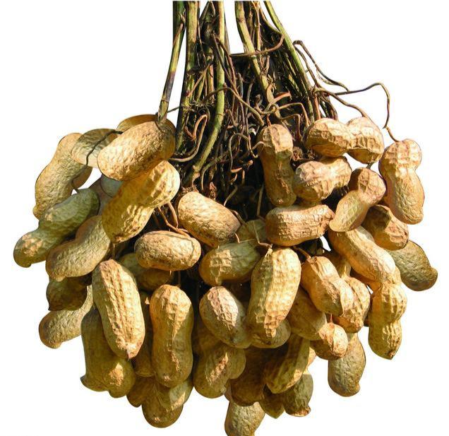 花生產(chǎn)地是哪里(花生的主要產(chǎn)地) 花生產(chǎn)地是哪里(花生的主要產(chǎn)地)