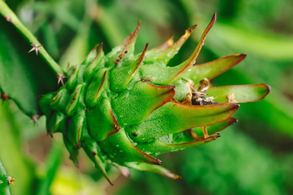 火龍果是仙人掌的果實(shí)嗎 火龍果是仙人掌的果實(shí)嗎