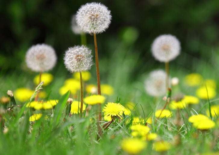 蒲公英的拼音怎么讀寫(蒲公英的正確讀音) 蒲公英的拼音怎么讀寫(蒲公英的正確讀音)