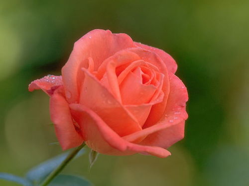 33朵玫瑰代表什么意思（33朵玫瑰花語(yǔ)及寓意）