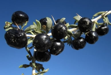 黑枸杞價(jià)格多少一斤（黑枸杞的市場價(jià)格）