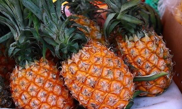菠蘿的別名是什么(菠蘿的多個(gè)別名雅稱) 菠蘿的別名是什么(菠蘿的多個(gè)別名雅稱)