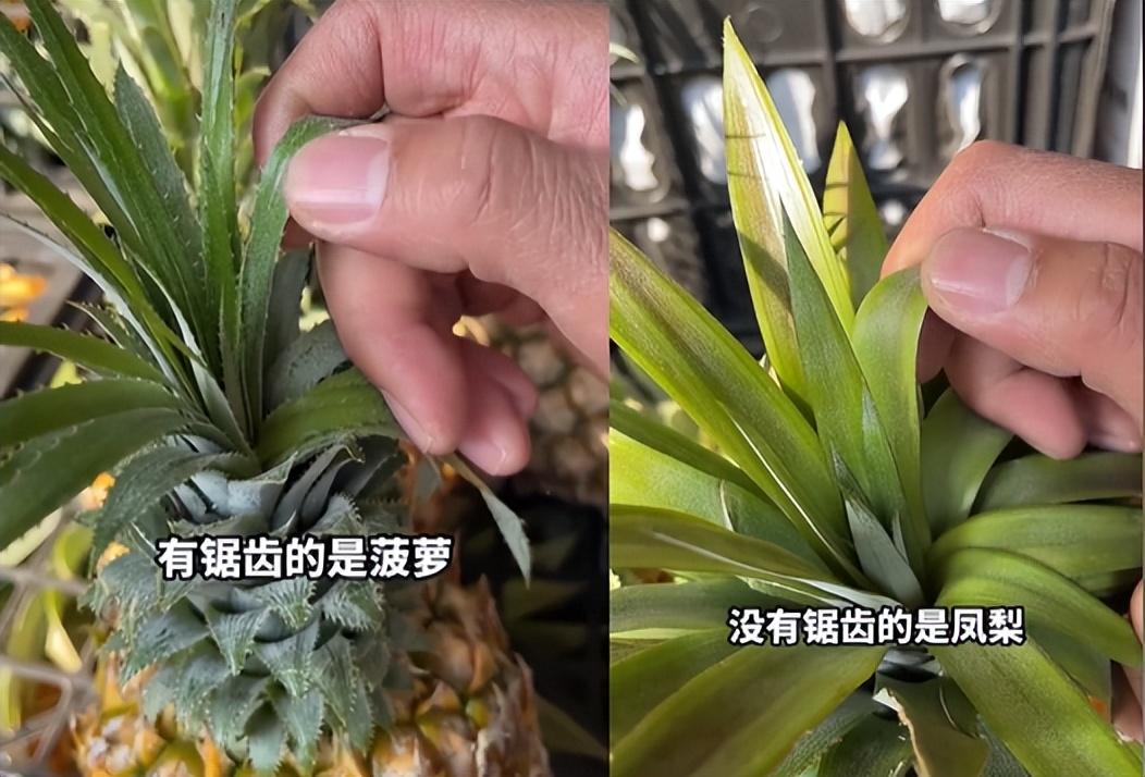 菠蘿和鳳梨是一個物種嗎(菠蘿和鳳梨的區別) 菠蘿和鳳梨是一個物種嗎(菠蘿和鳳梨的區別)